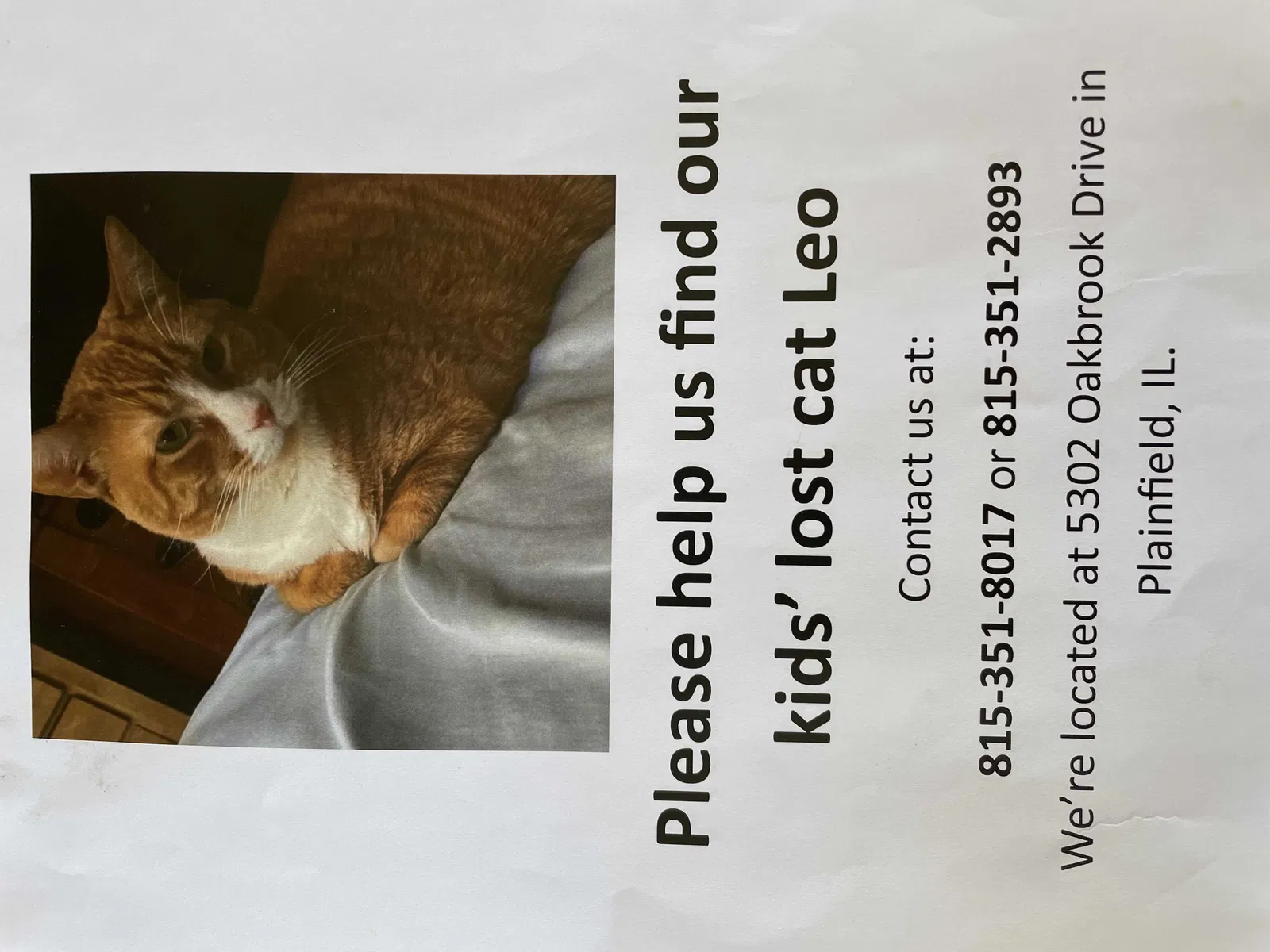 Lost cat in Plainfield, IL, 60586