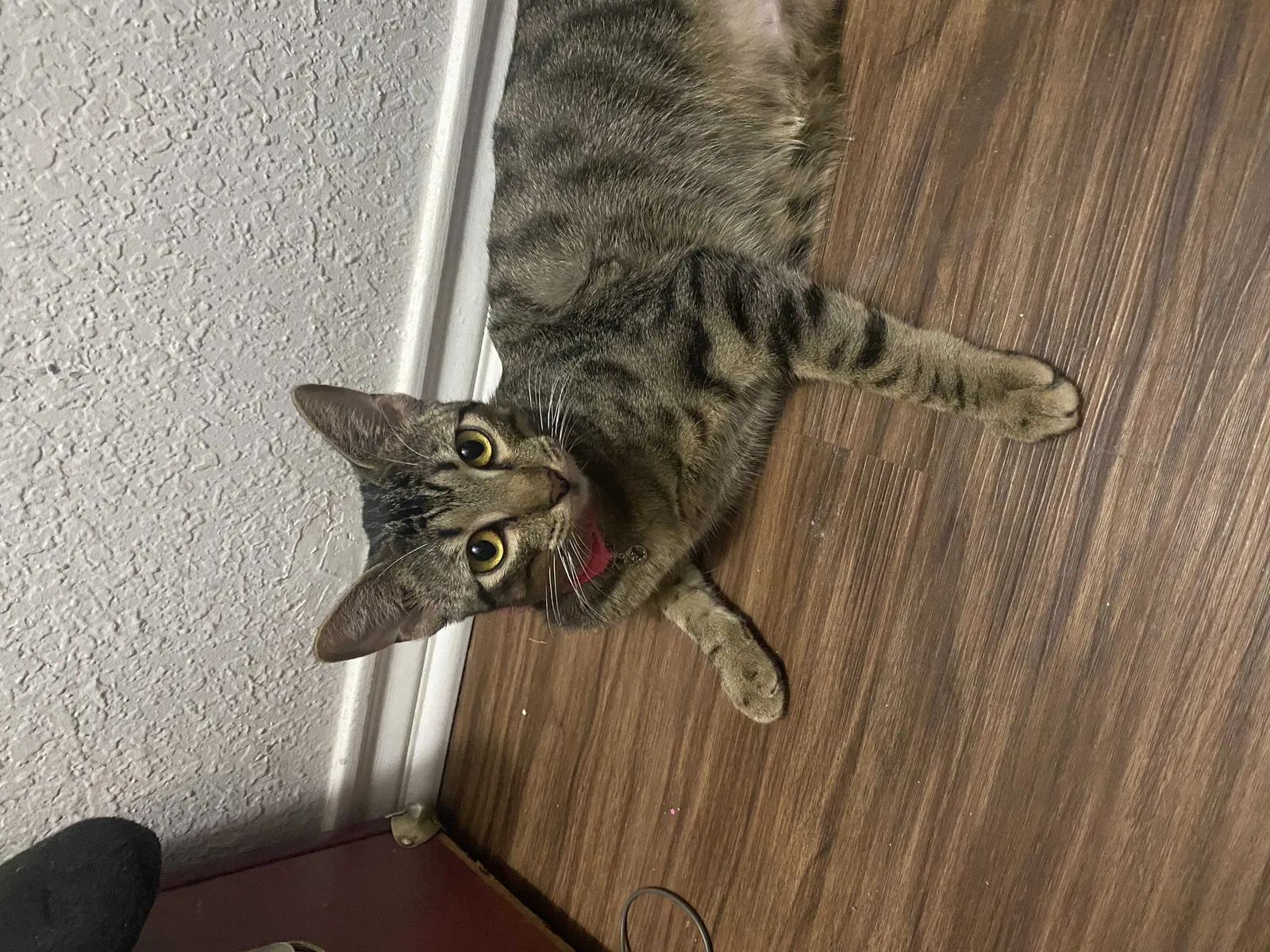 Lost cat in Fort Worth, TX, 76137
