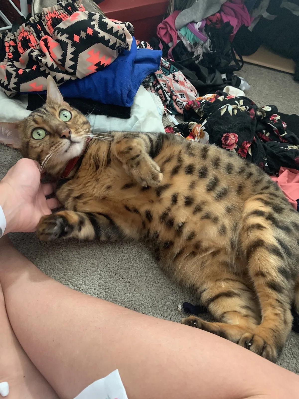 Lost cat in Surprise, AZ, 85379