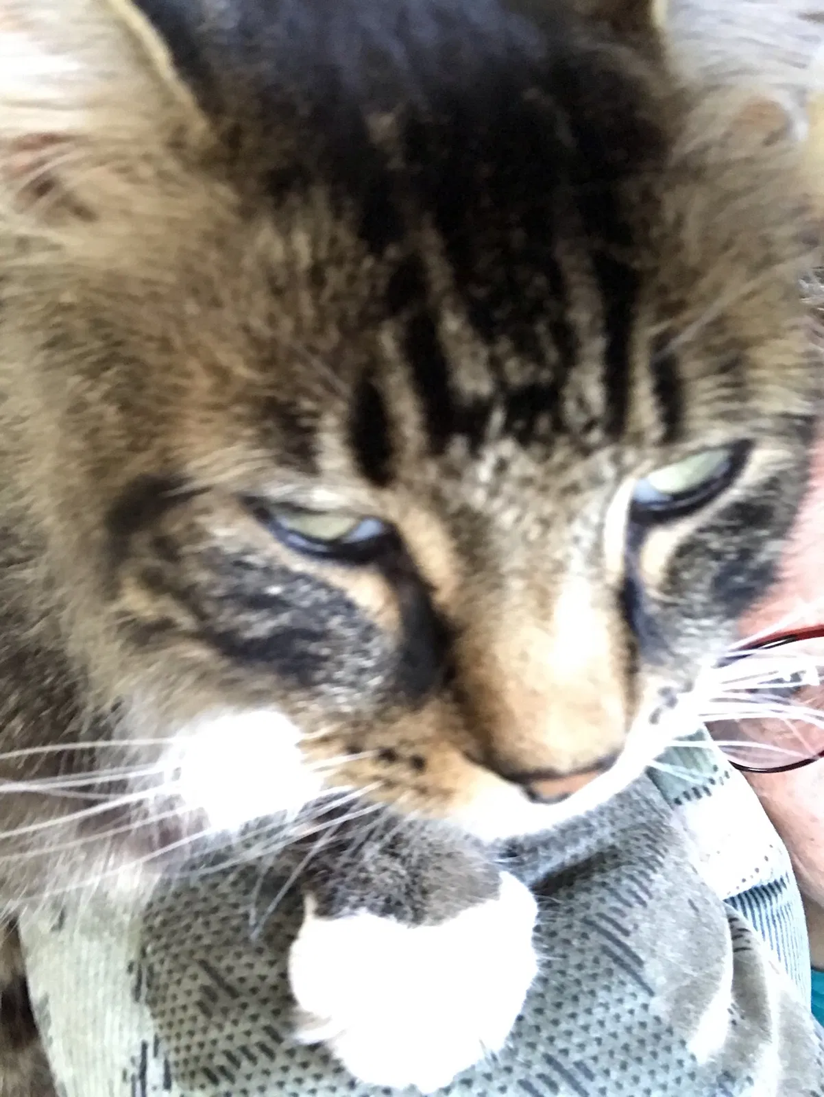 Lost cat in Fremont, CA, 94555