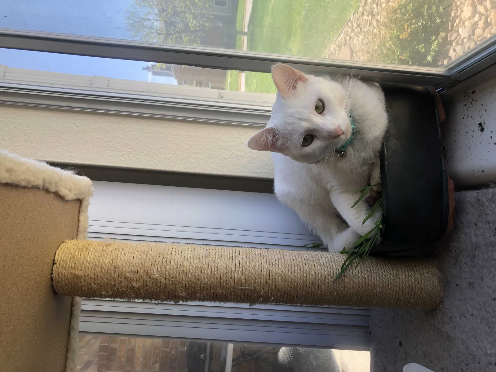 Lost cat in Stone Mountain, GA, 30083