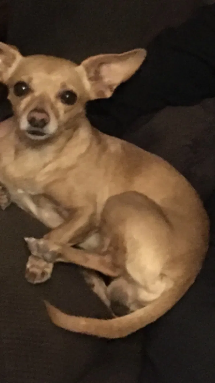 Lost dog in El Paso, TX, 79925
