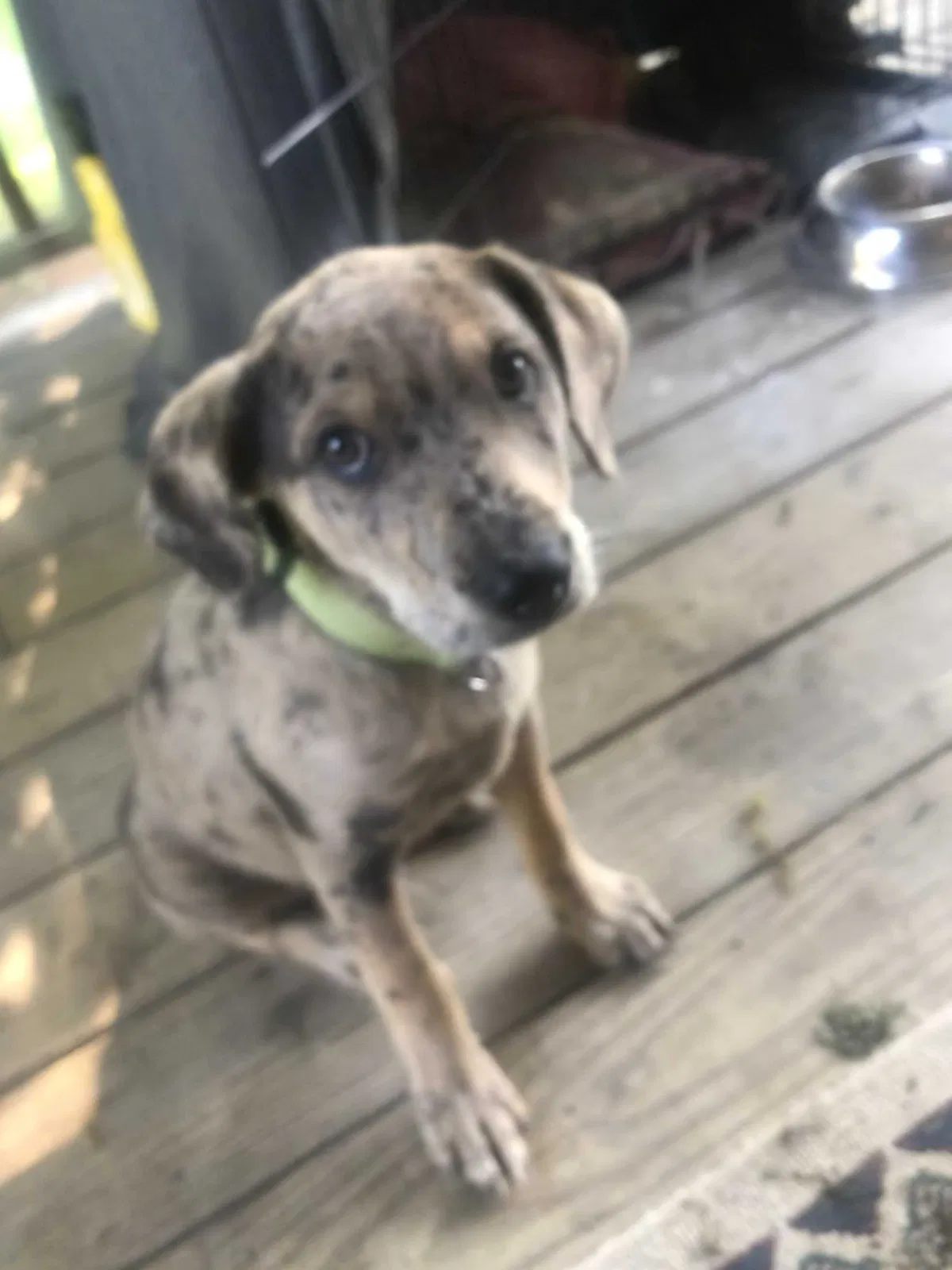 Found dog in Rose Hill, VA, 24281