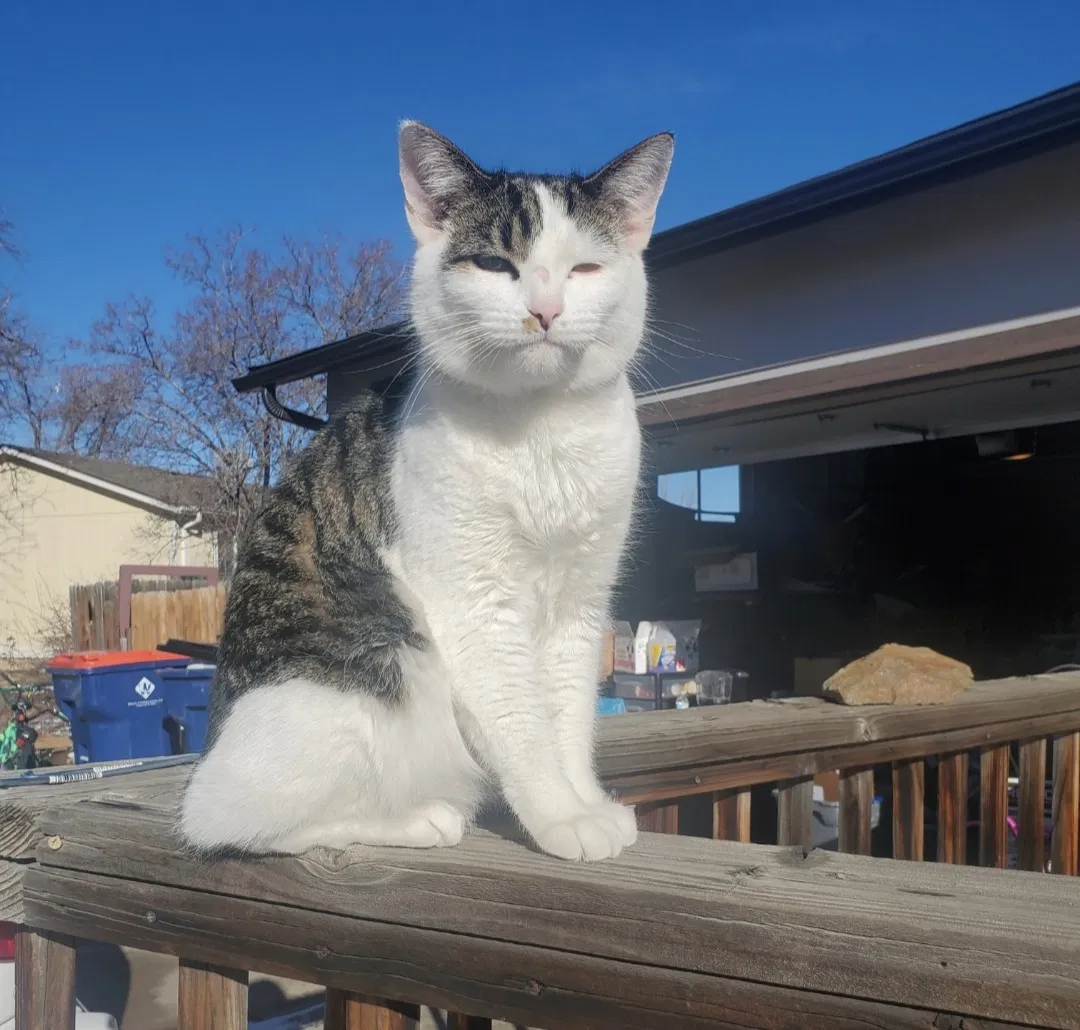 Lost cat in Arvada, CO, 80004
