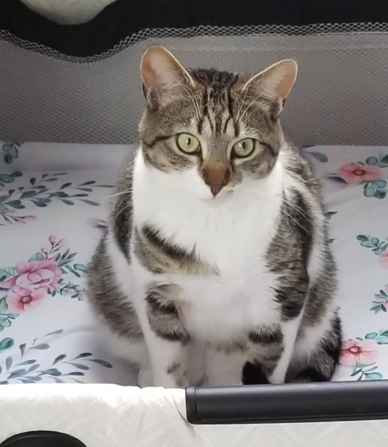 Lost cat in Denver, CO, 80249