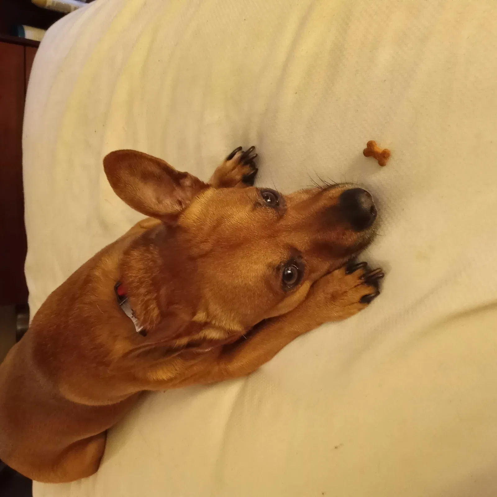 Lost dog in Covina, CA, 91722