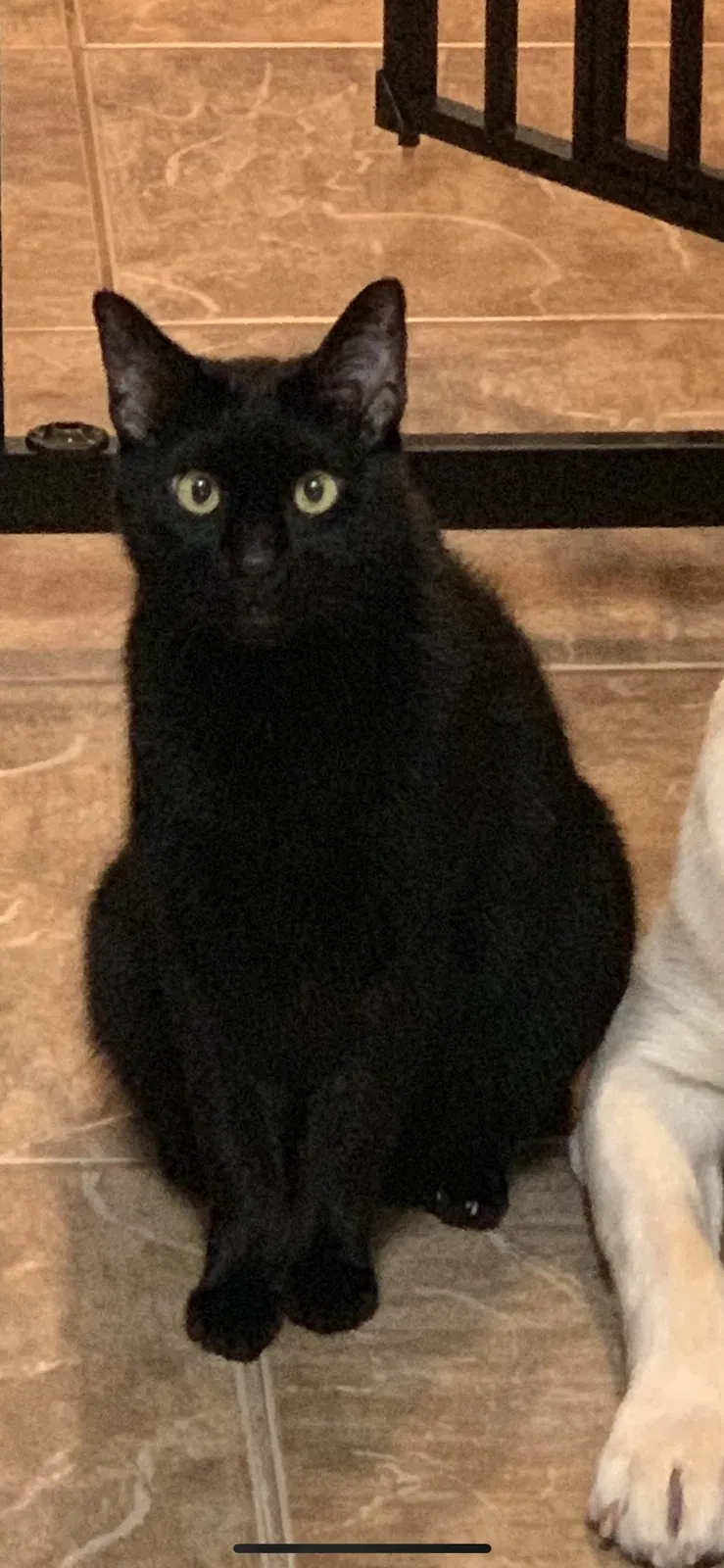 Lost cat in Tampa, FL, 33647