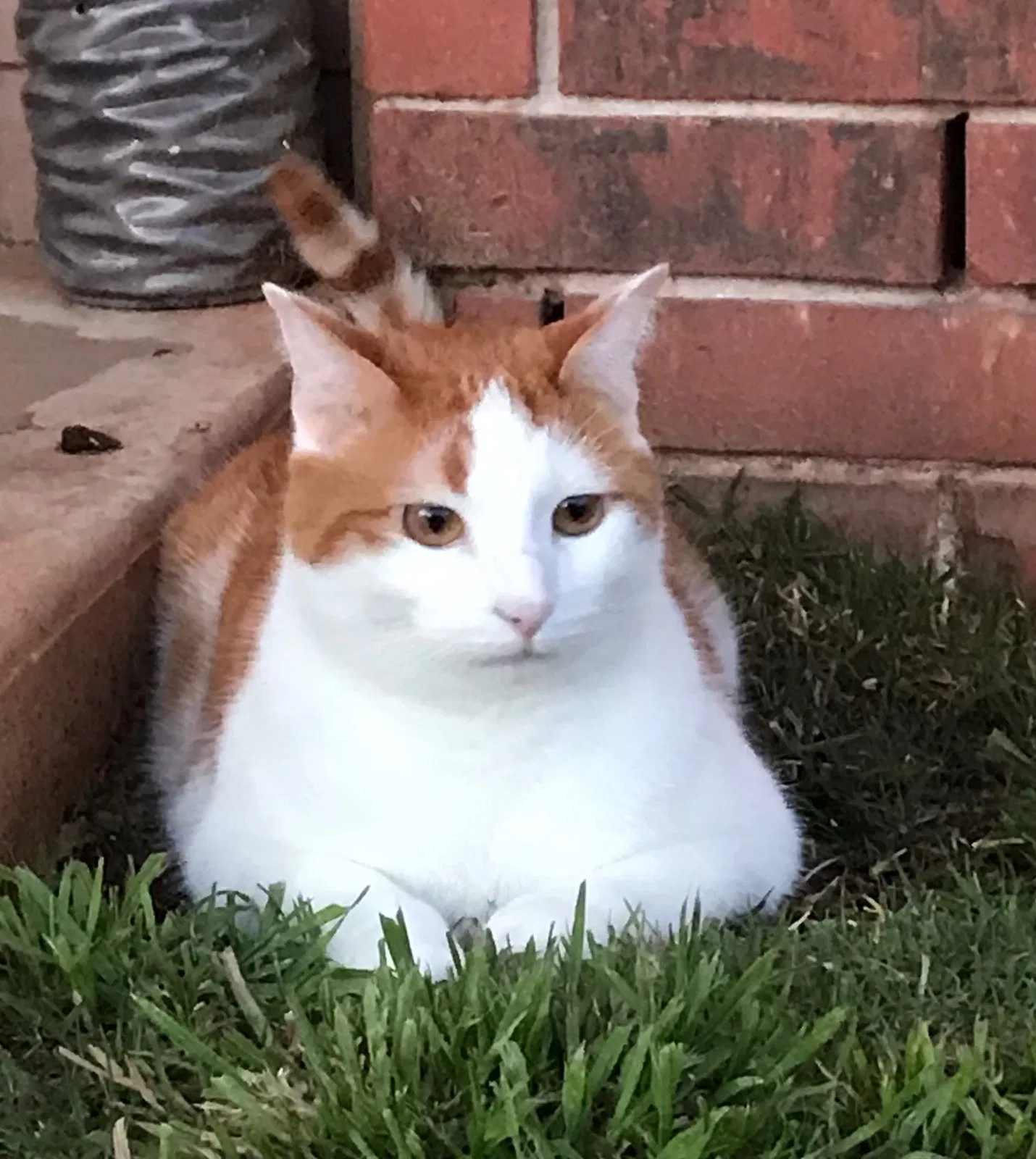 Lost cat in Edmond, OK, 73013