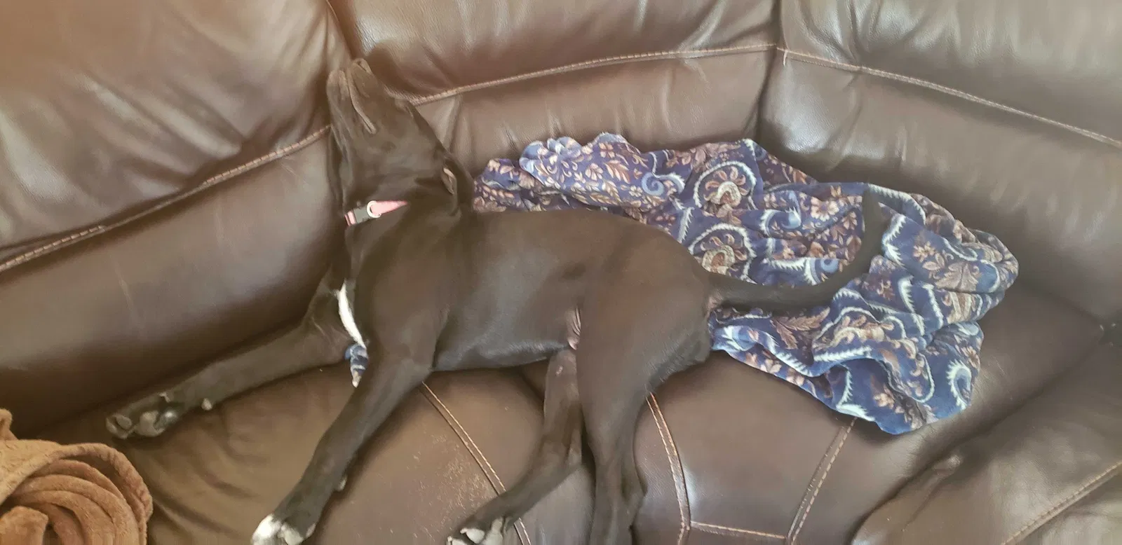 Lost dog in Nampa, ID, 83687