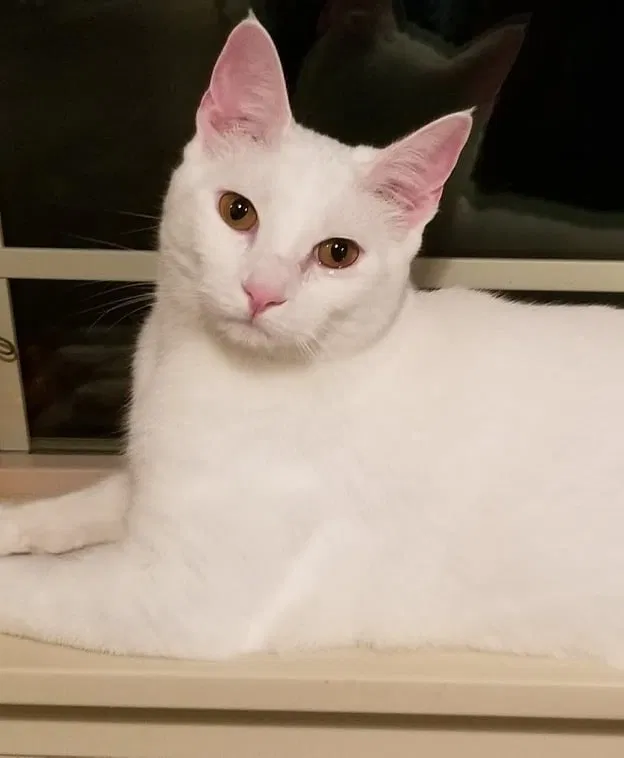 Lost cat in Saint Helens, OR, 97051