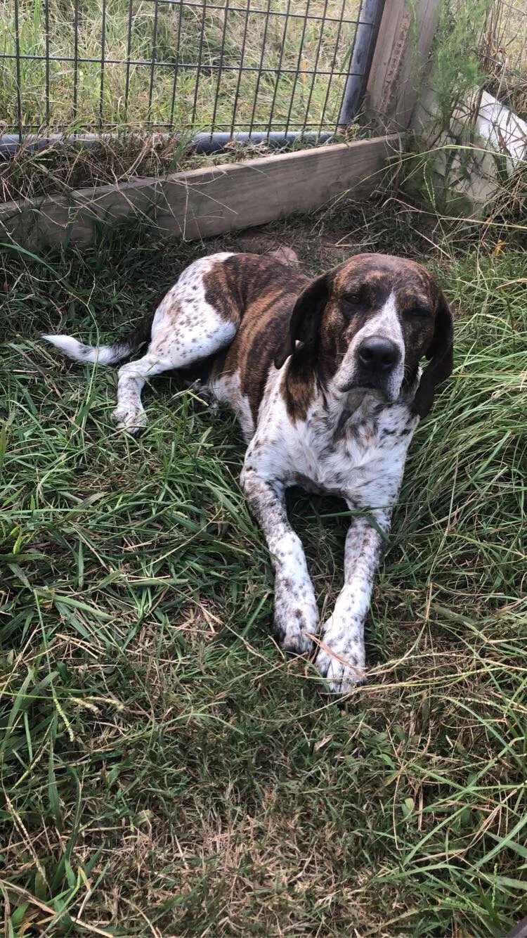 Found dog in Walhalla, SC, 29691