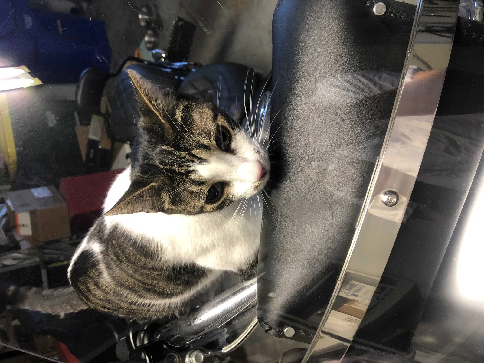 Lost cat in Tampa, FL, 33603