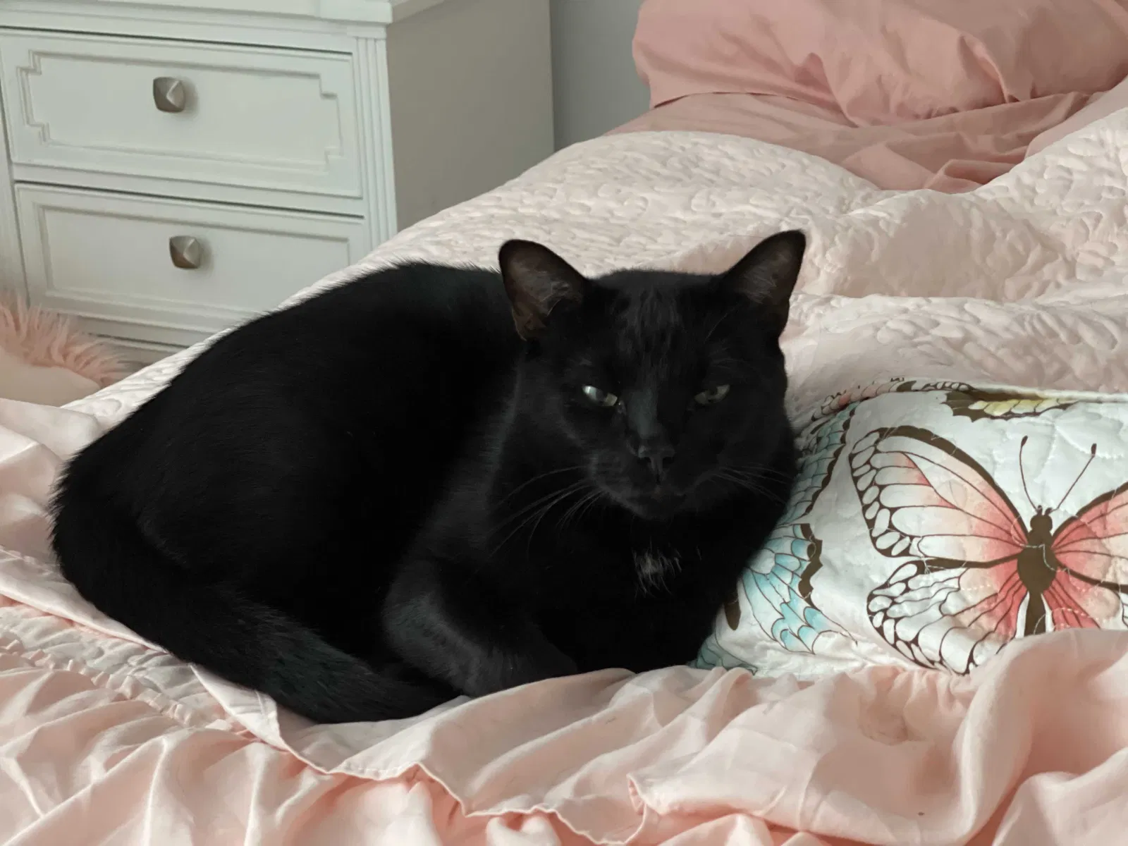 Lost cat in Cameron, NC, 28326