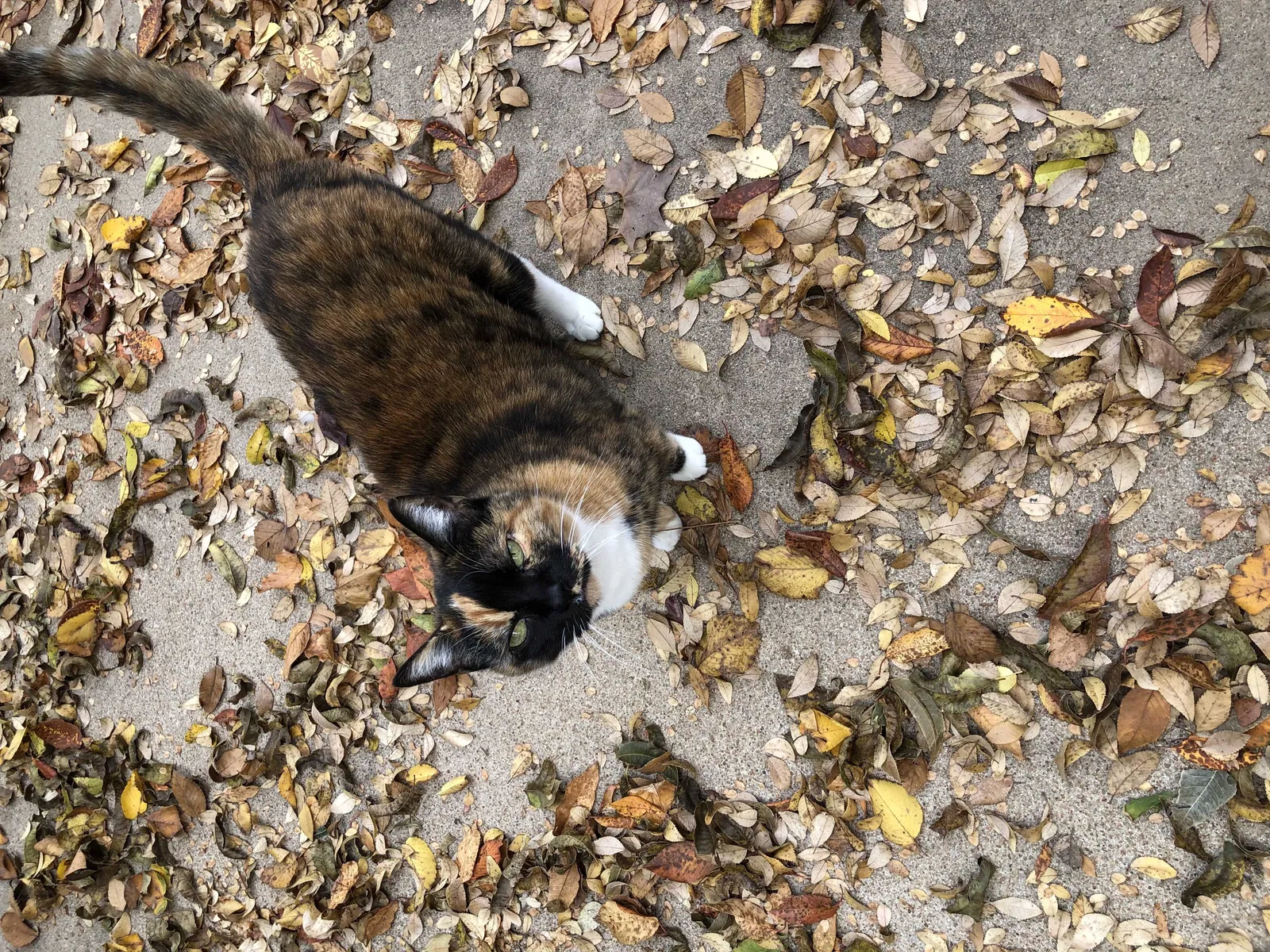 Lost cat in Sand Springs, OK, 74063