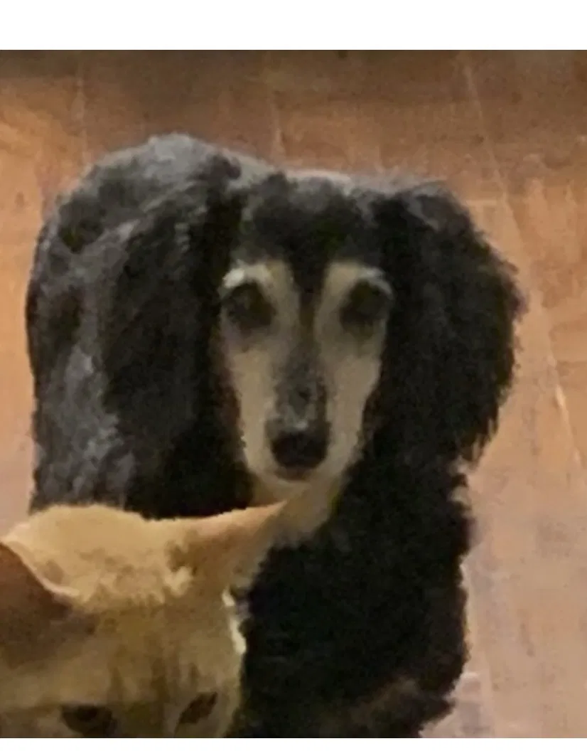 Lost dog in Hattiesburg, MS, 39402