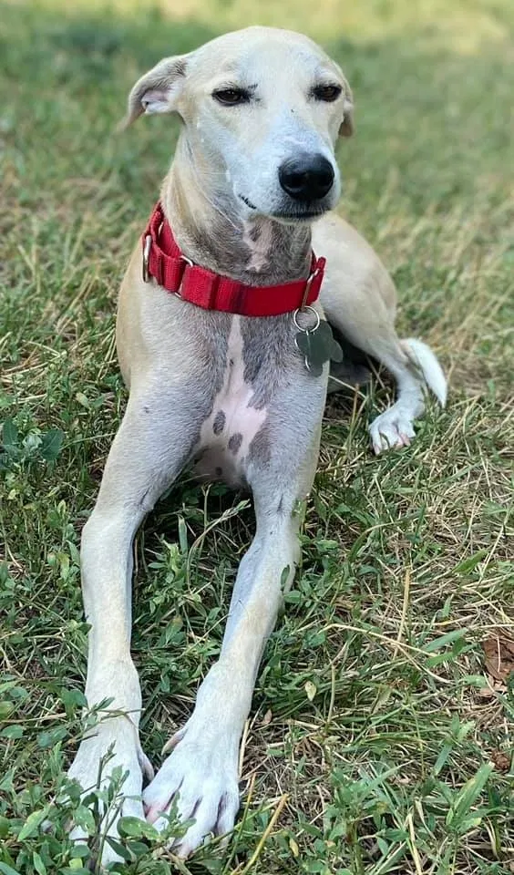 Lost dog in Broomfield, CO, 80020