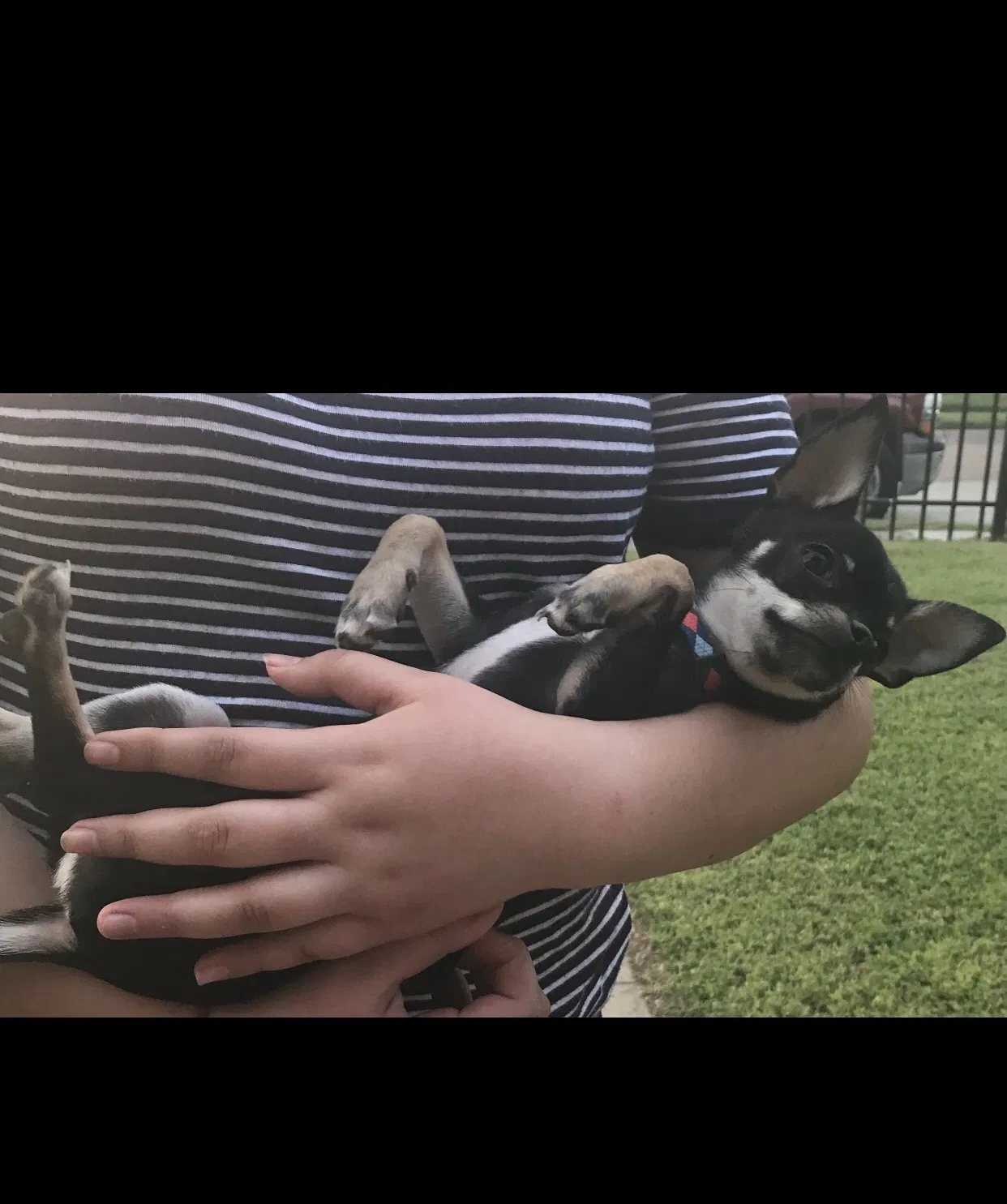 Lost dog in Dallas, TX, 75215