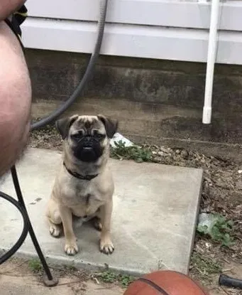 Lost dog in Dallas, TX, 75215
