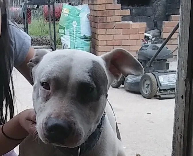 Lost dog in Dallas, TX, 75215