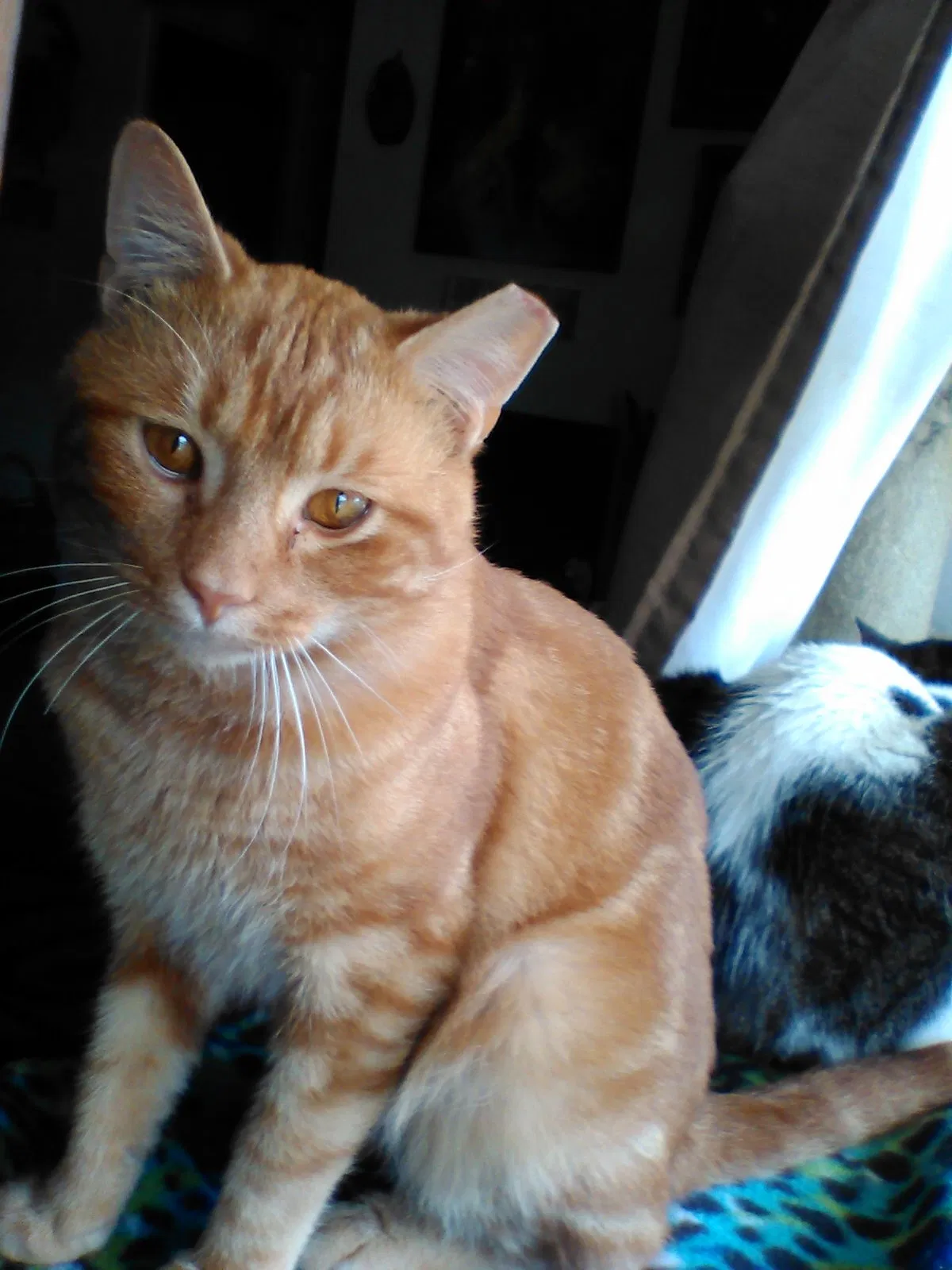 Lost cat in Crystal River, FL, 34428