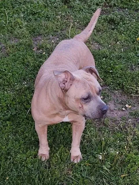 Lost dog in Terre Haute, IN, 47804