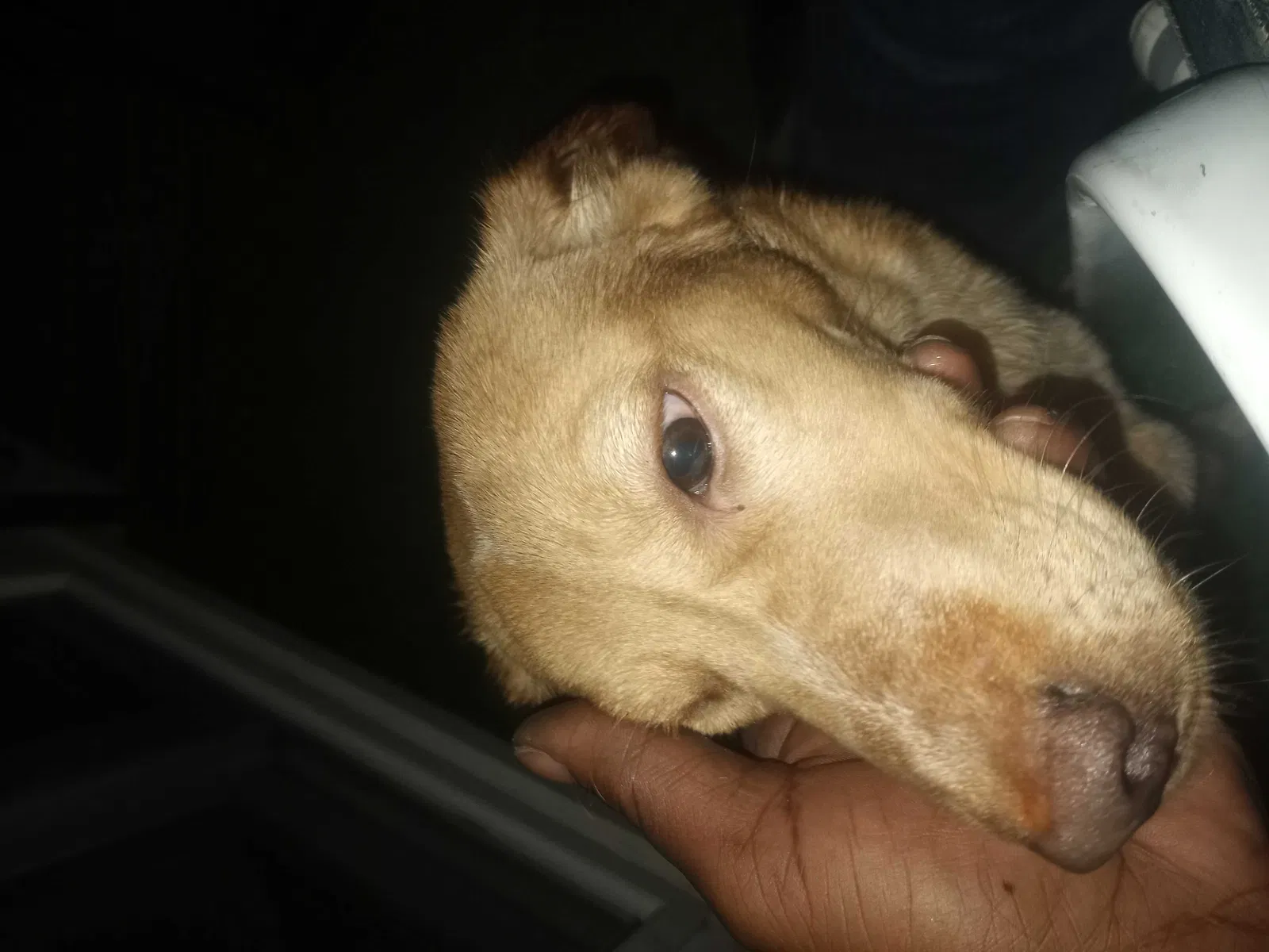 Found dog in Tulsa, OK, 74135