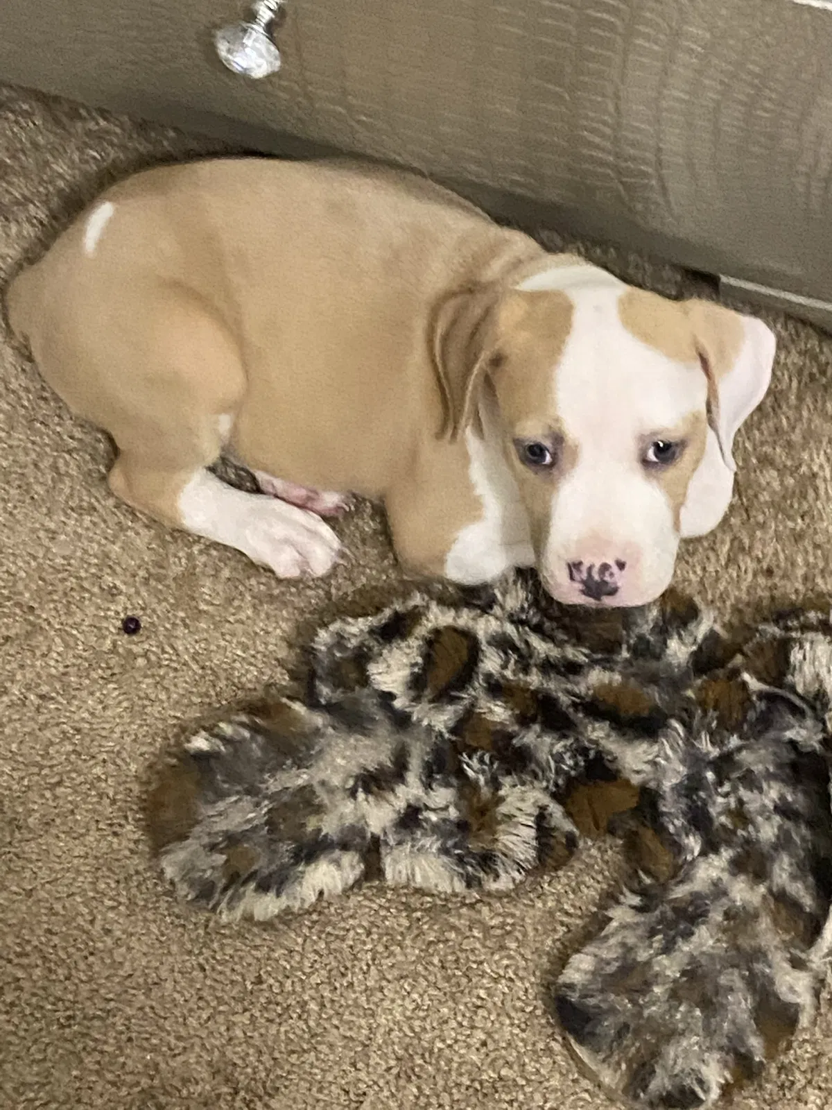 Lost dog in Decatur, GA, 30032