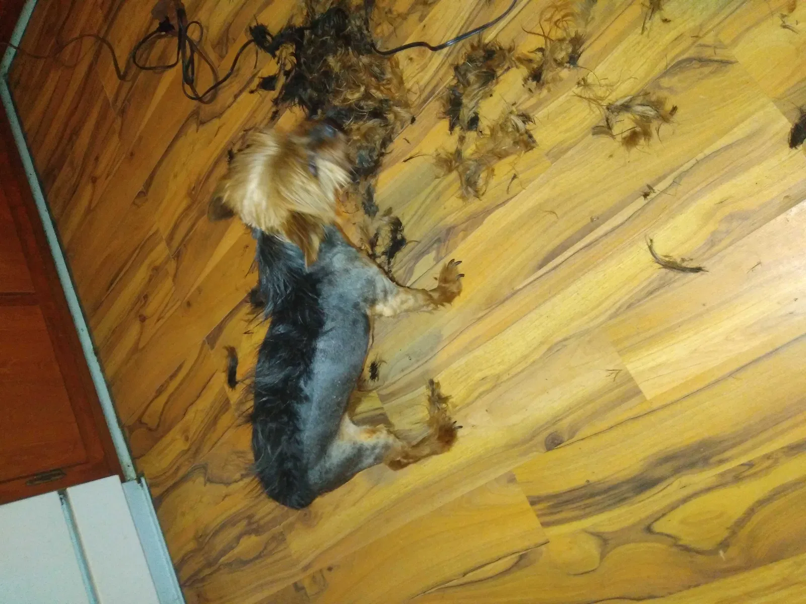 Lost dog in Hendersonville, TN, 37075