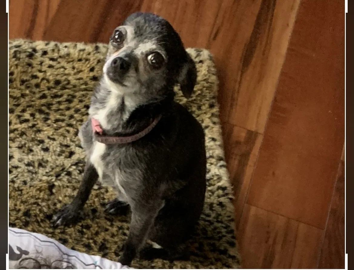 Lost dog in Albuquerque, NM, 87114