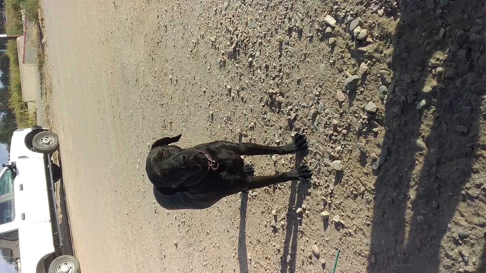 Found dog in Penrose, CO, 81240