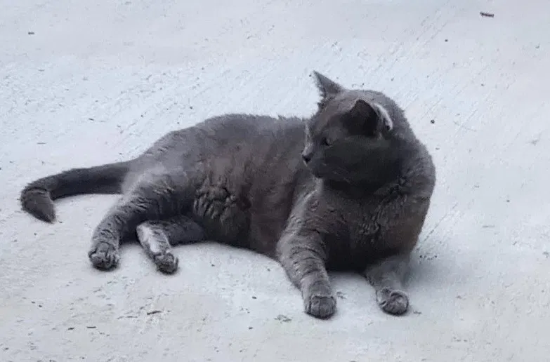 Lost cat in Ball Ground, GA, 30107