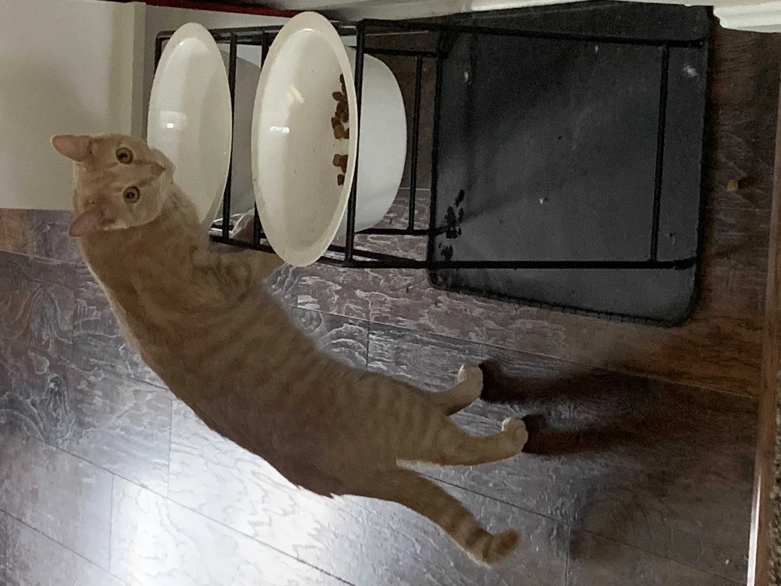 Lost cat in Kansas City, MO, 64137
