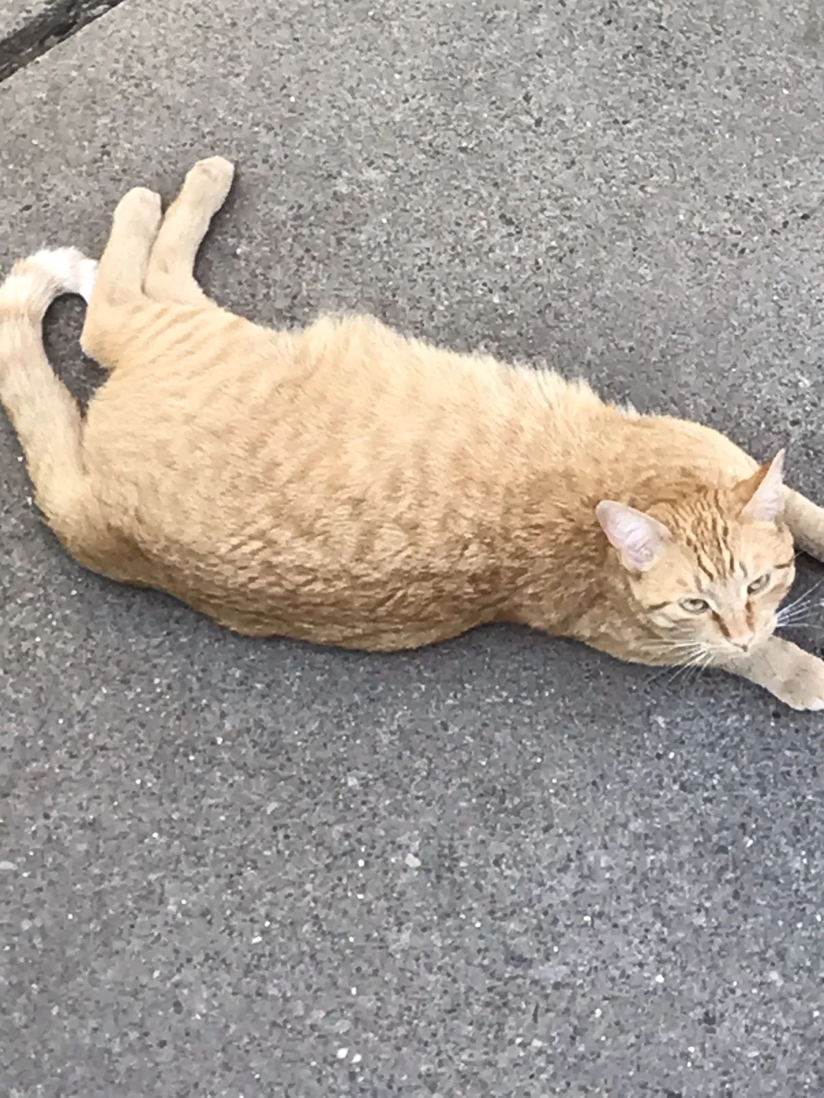 Lost cat in Saint Paul, MN, 55110