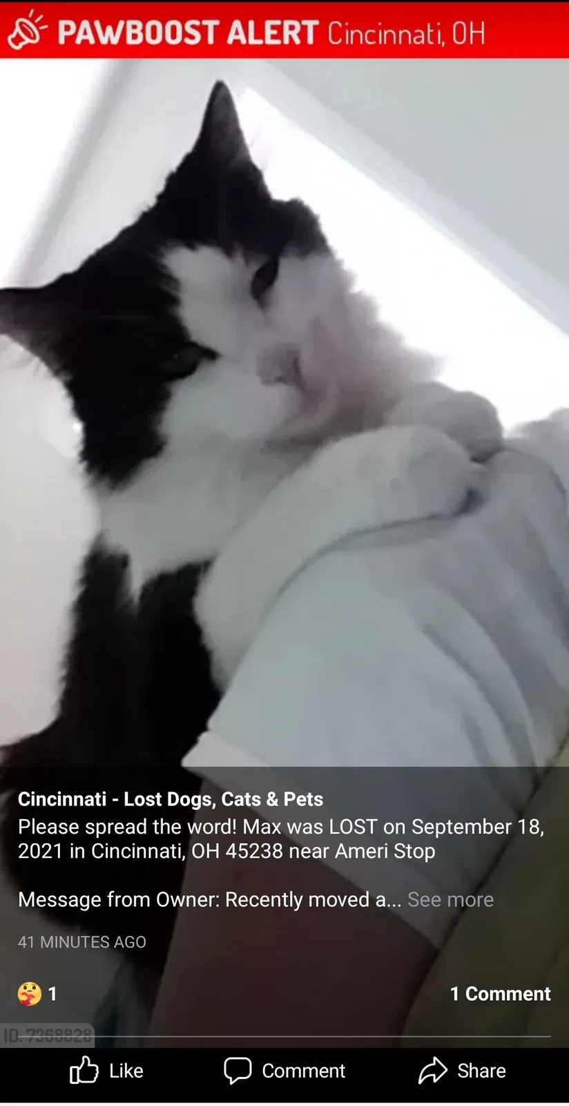Lost cat in Cincinnati, OH, 45238
