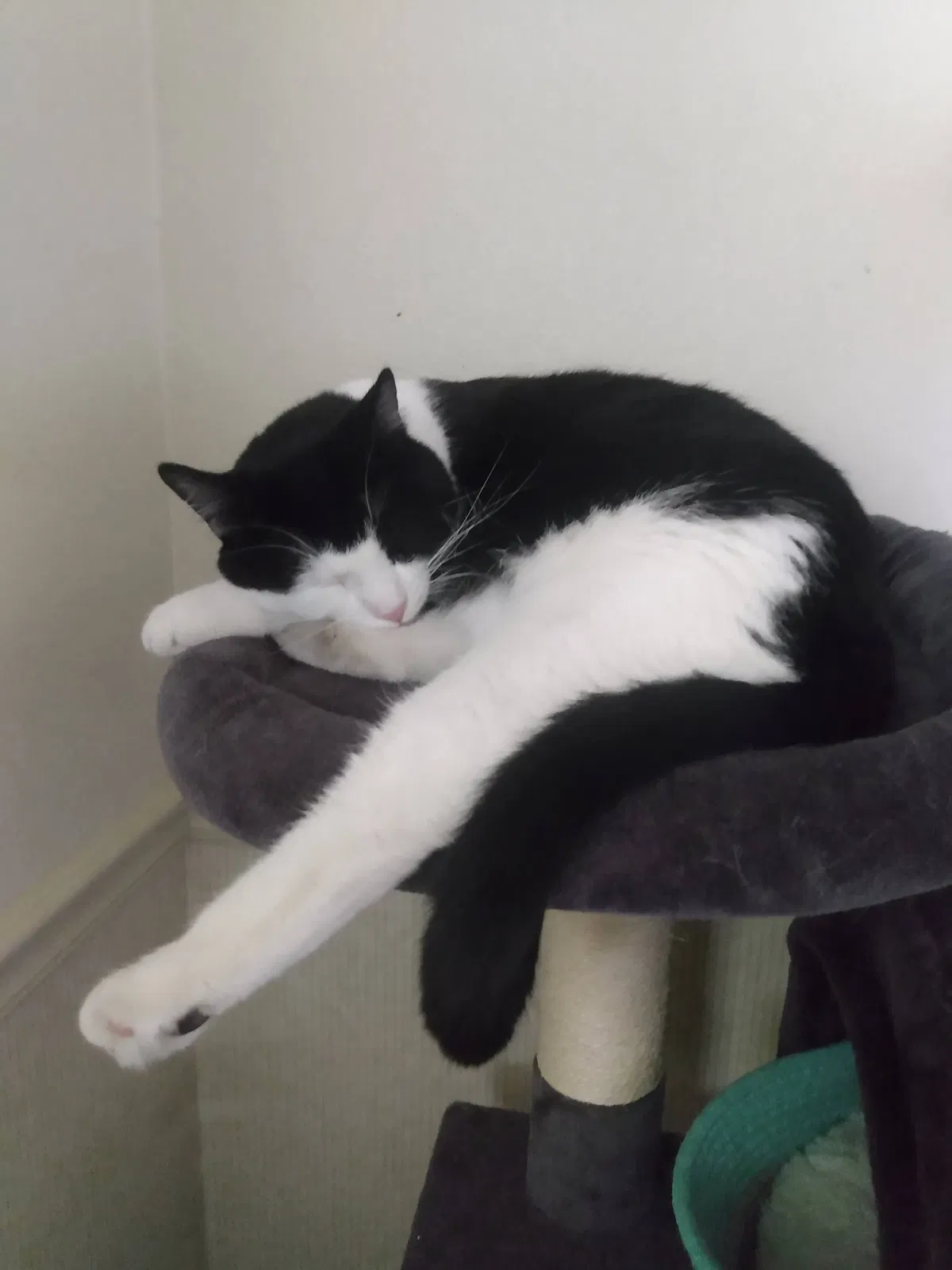 Lost cat in Magna, UT, 84044