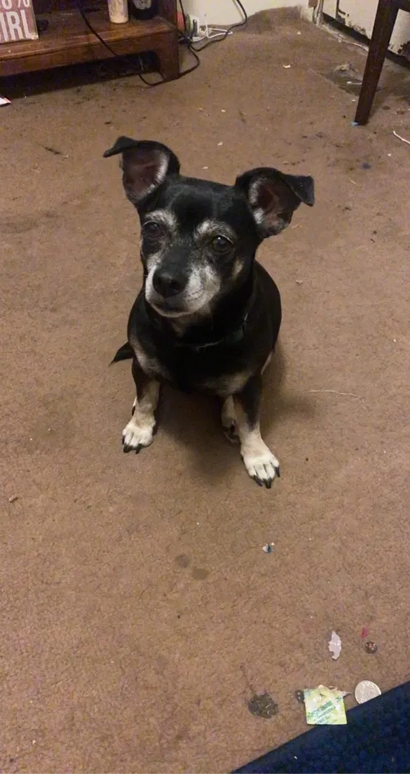 Lost dog in Lillington, NC, 27546
