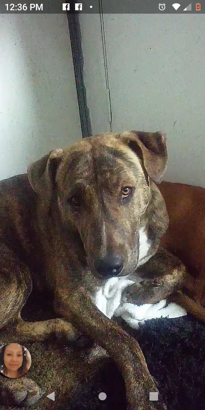 Lost dog in Albuquerque, NM, 87120