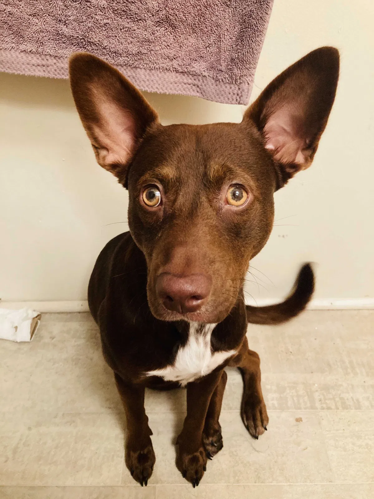 Lost dog in Lillington, NC, 27546