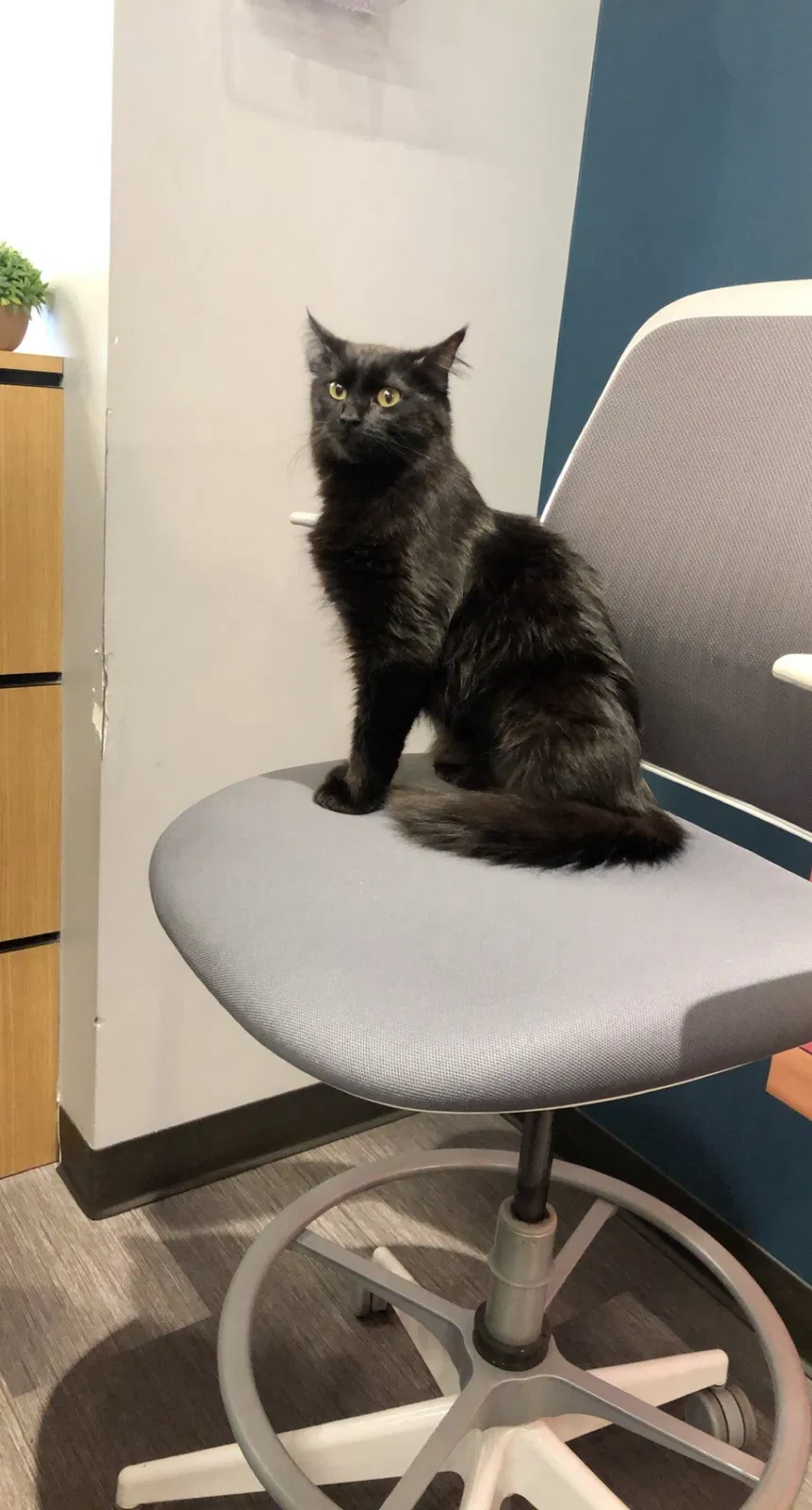 Lost cat in Aurora, CO, 80012