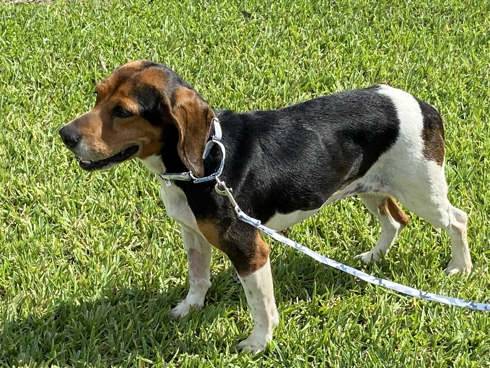 Lost dog in Dania, FL, 33004