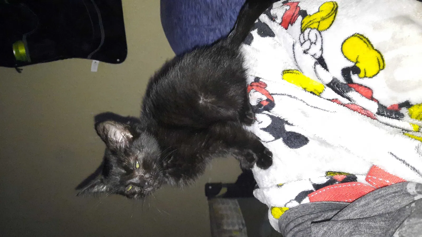 Lost cat in Sugar Valley, GA, 30746