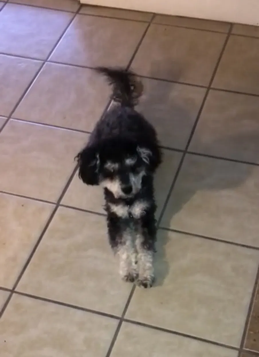 Lost dog in Las Vegas, NV, 89156