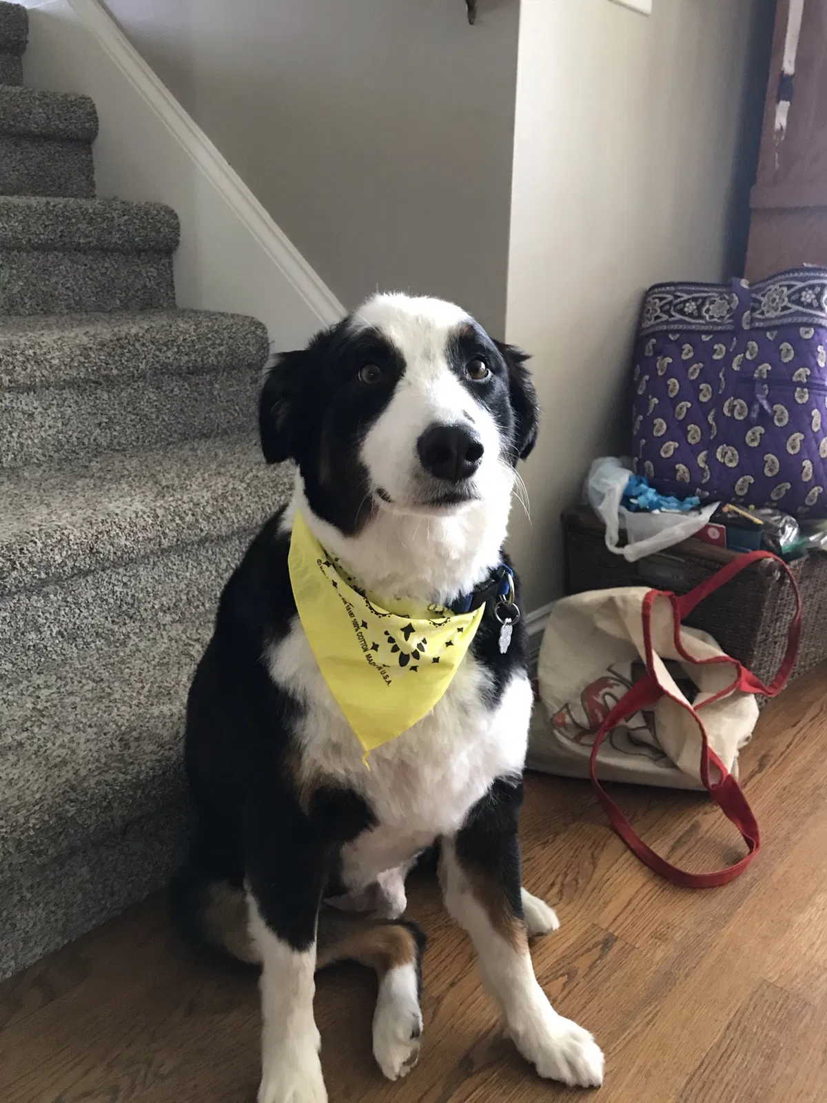 Lost dog in Nashville, TN, 37209