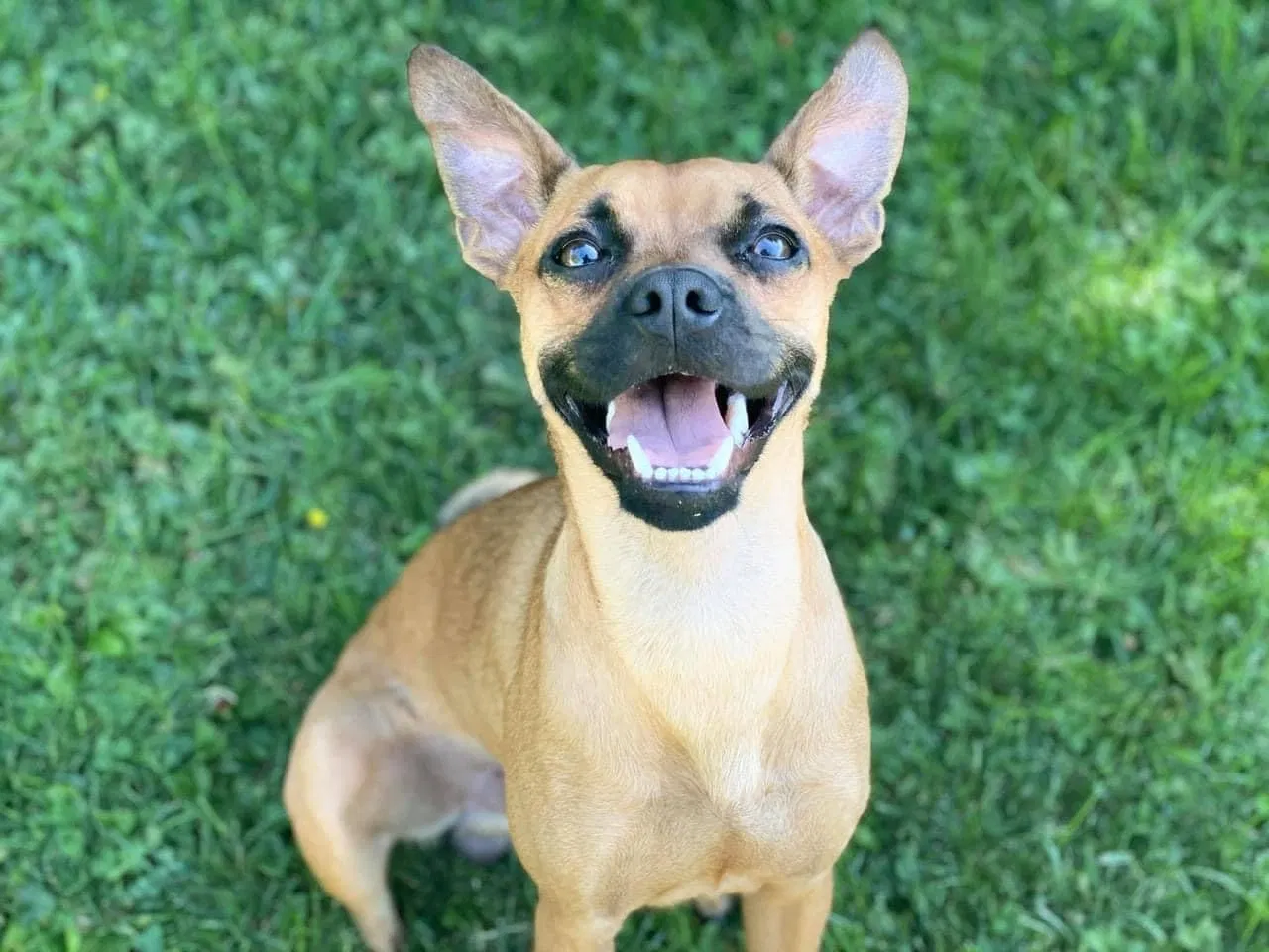 Lost dog in Lorain, OH, 44055