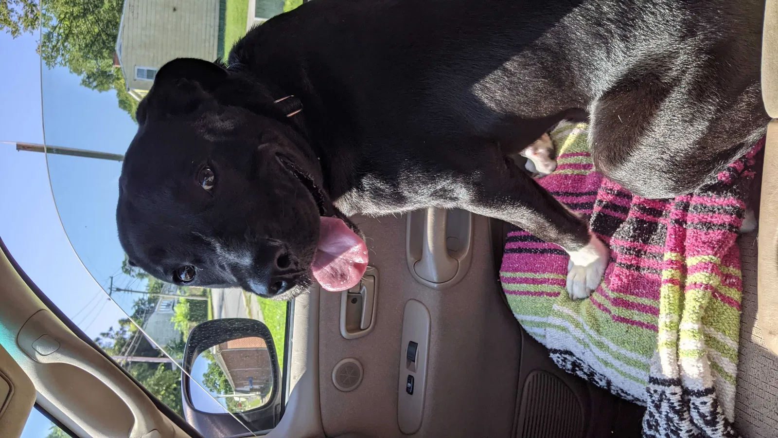 Lost dog in Richmond, VA, 23225