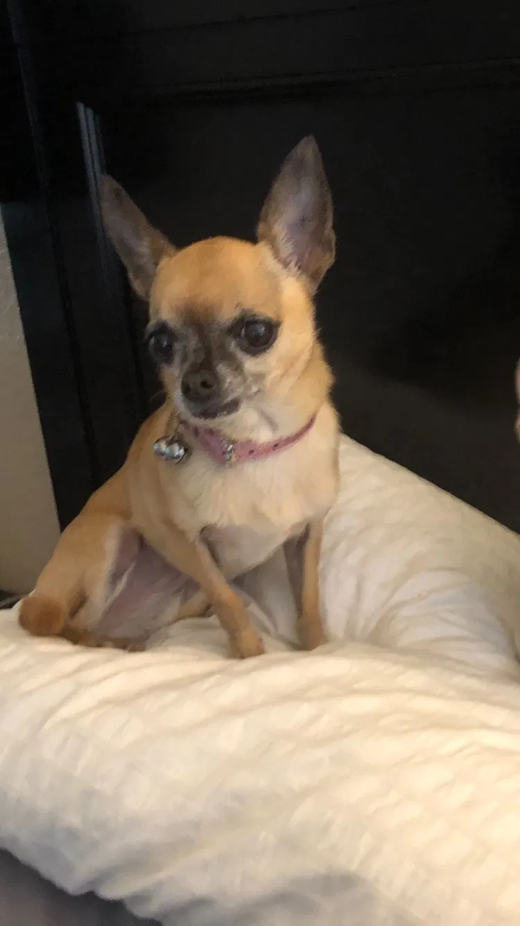 Lost dog in Los Angeles, CA, 90037