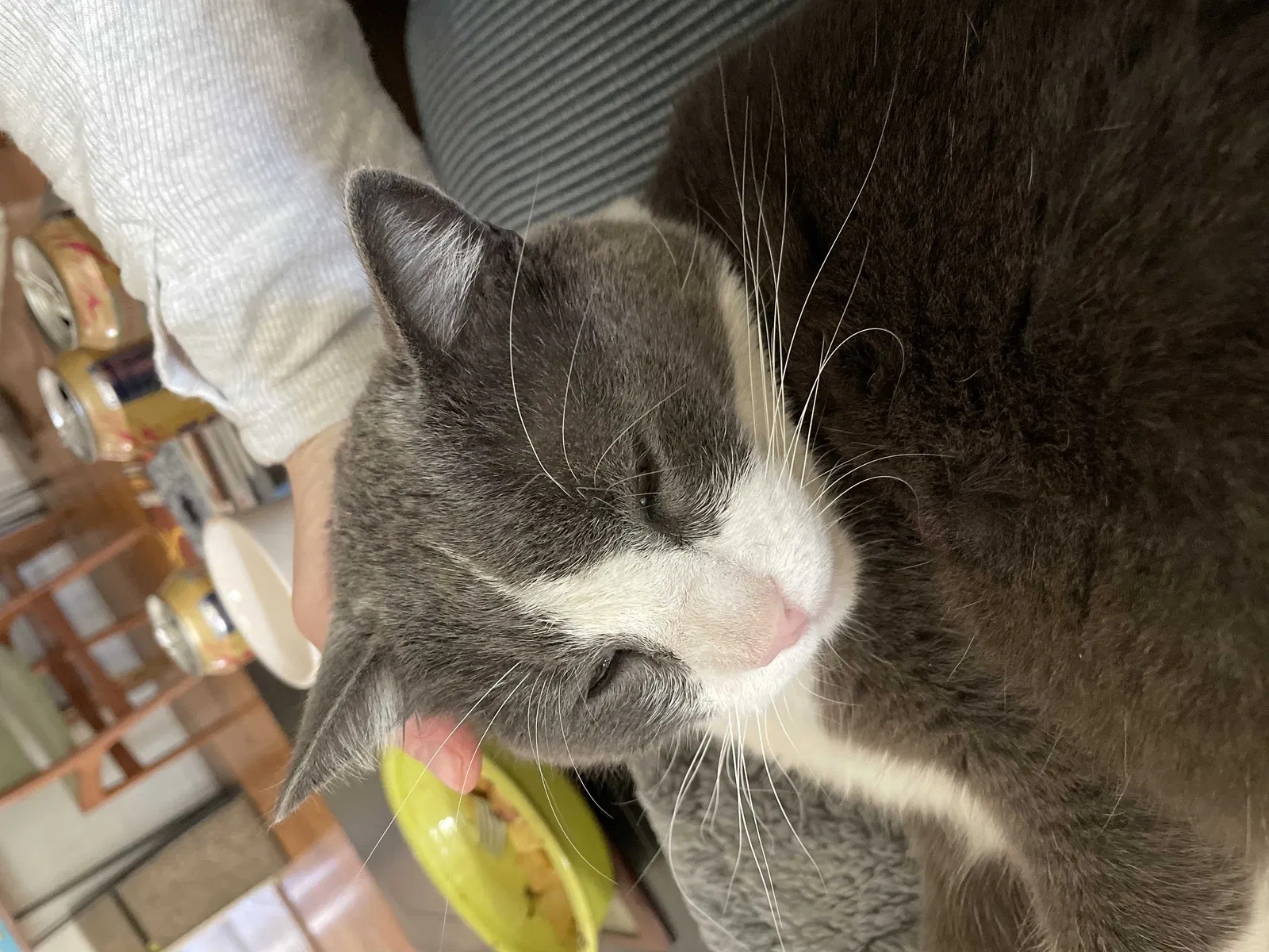 Lost cat in San Diego, CA, 92103