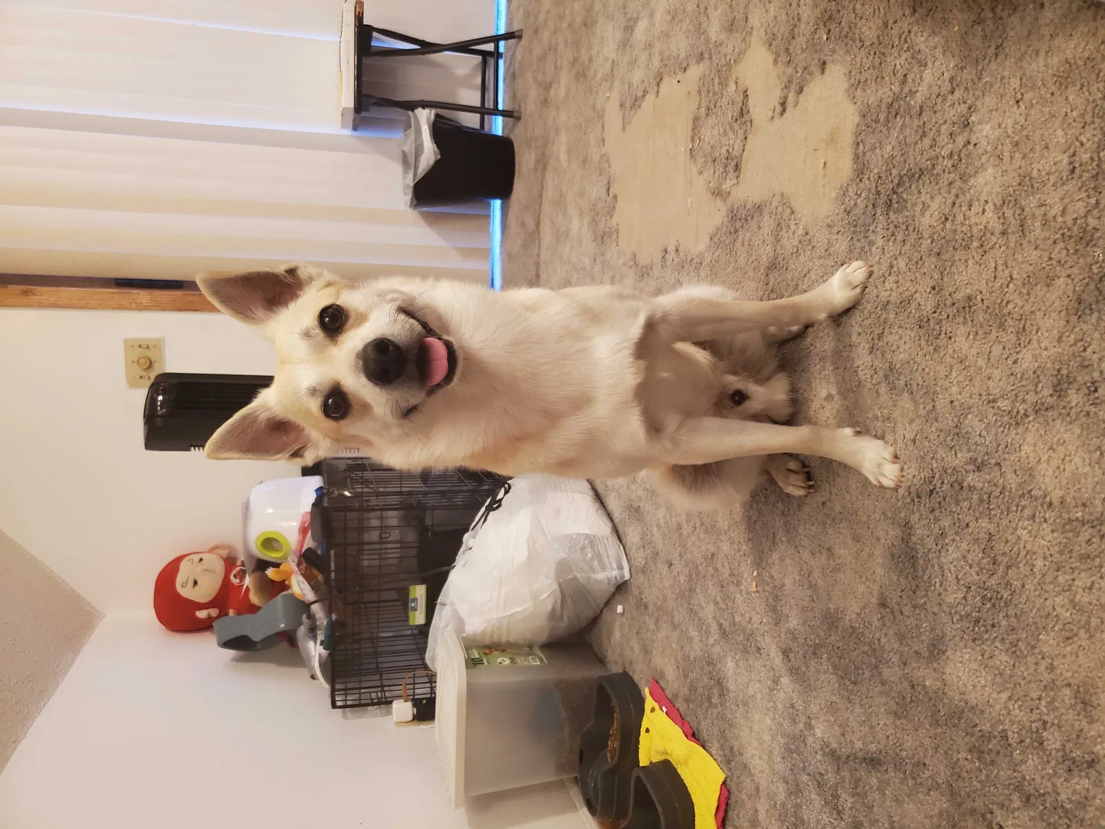 Lost dog in Saint Paul, MN, 55117