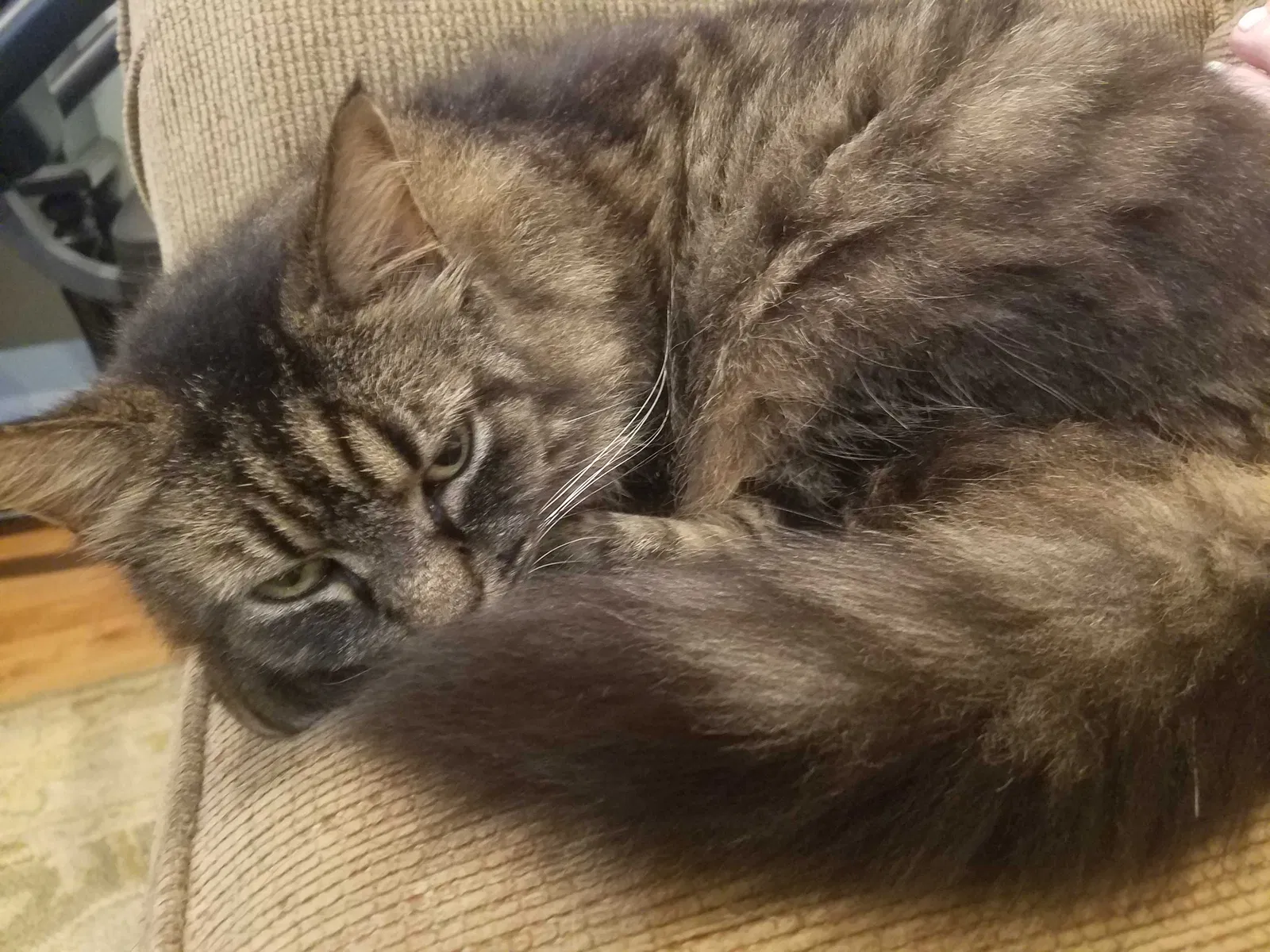 Lost cat in Baton Rouge, LA, 70806