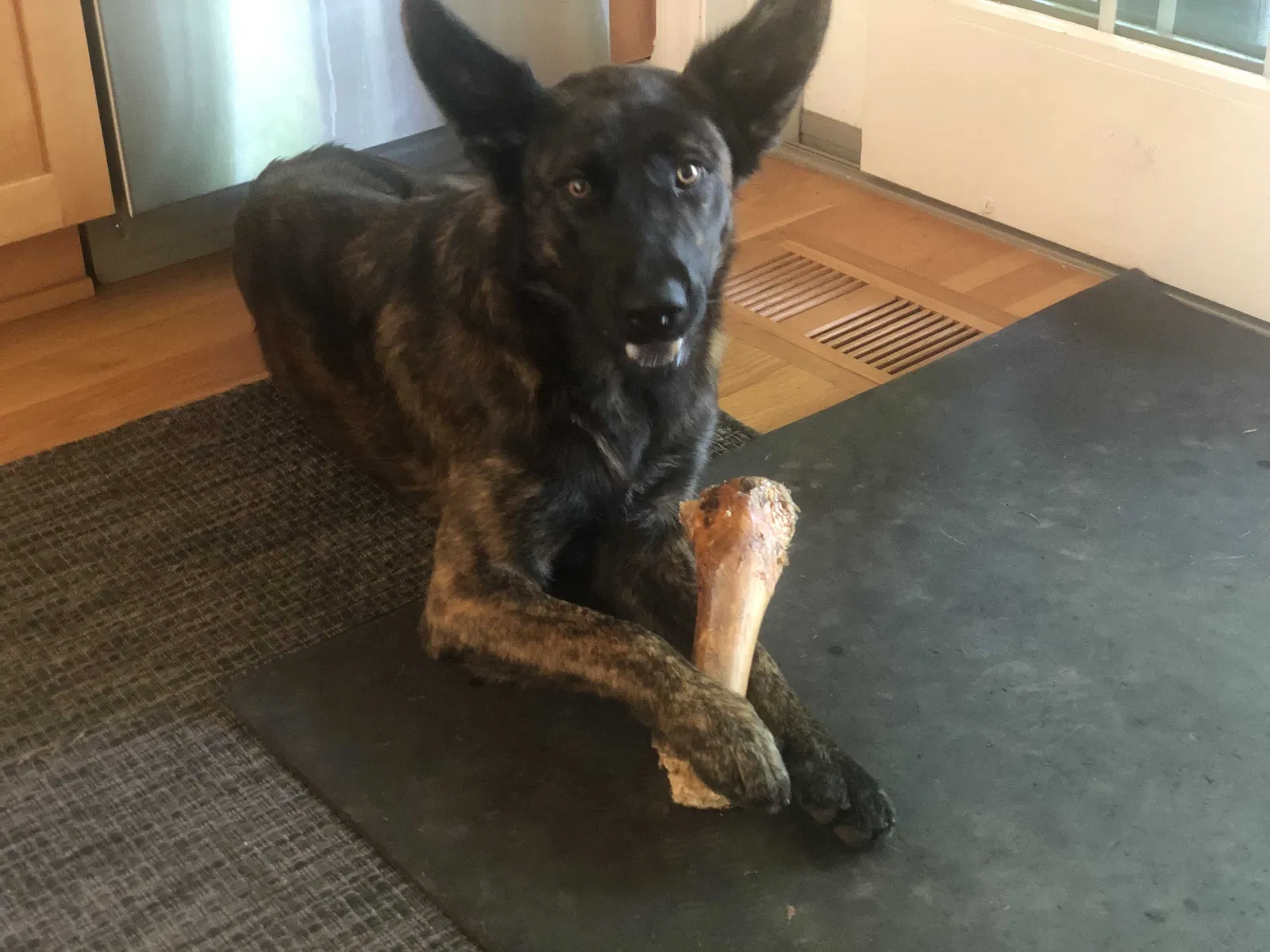 Lost dog in Stamford, CT, 6902